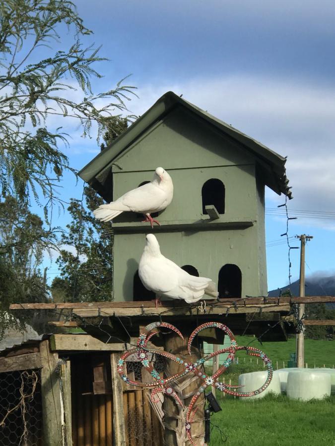 Morepork Rural Oasis Aongatete Екстериор снимка